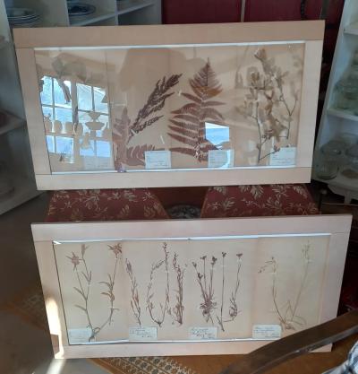 Inramade herbarium med pressade växter