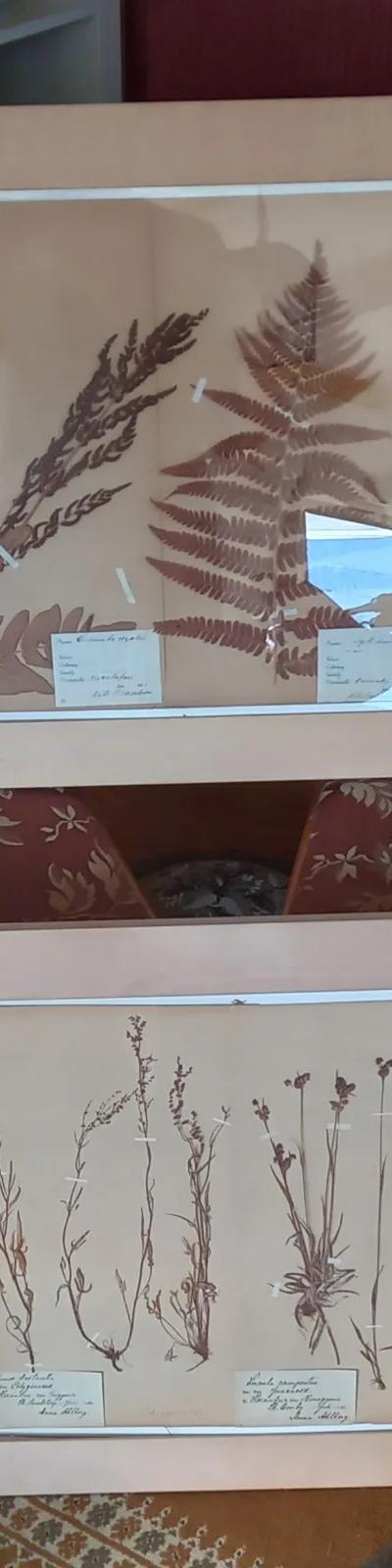 Inramade herbarium med pressade växter