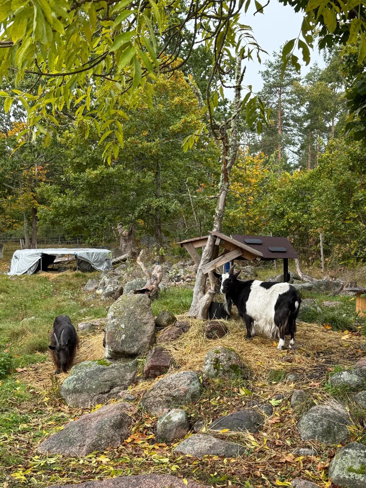 Loppis i Stall Saltvik 5